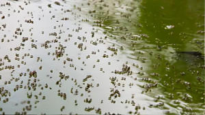 ঢাকা দক্ষিণে মশার উপদ্রব চরমে, কার্যকারিতা নিয়ে প্রশ্ন বাজেট খরচে