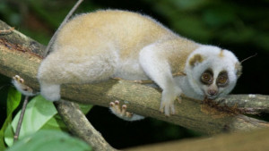 বন্যপ্রাণী বাঁচাতে লড়াই - জাতীয় পুরস্কার জিতলেন যাঁরা