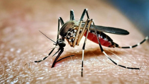 ডেঙ্গুতে আরও ৩ মৃত্যু