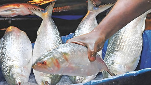কেন সাগরে মিলছে না ইলিশ?