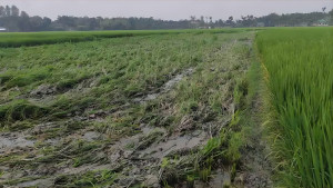 সুনামগঞ্জে ধানক্ষেত থেকে মাথার খুলিসহ কংকাল উদ্ধার