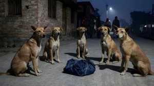 রাস্তায় ফেলে যাওয়া নবজাতককে সারা রাত পাহারা দিল একদল কুকুর