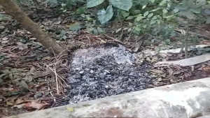 বিজয় দিবসে মুক্তিযোদ্ধার কবরে আগুন