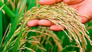 নতুন তিন ধান জাতে আশার আলো