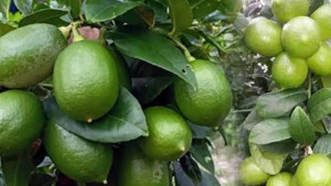 রপ্তানিমুখী লেবু চাষে বাংলাদেশের নতুন সম্ভাবনা