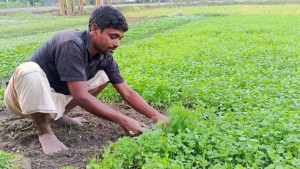 ফলন কমলেও দাম বেশি পাওয়ায় খুশি ধনিয়া চাষিরা