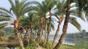 চুয়াডাঙ্গায় ৭০ কোটি টাকার খেজুর গুড়ের বাণিজ্য লক্ষ্যমাত্রা