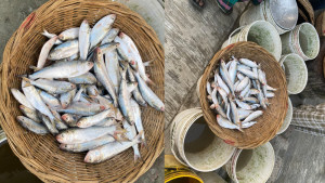 নিষেধাজ্ঞা অমান্য করে দোহারে জাটকা শিকার ও বিক্রি
