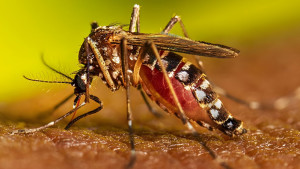 ডেঙ্গুতে আরও ২ জনের মৃত্যু, হাসপাতালে ৭০৫