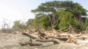 হুমকির মুখে টেংরাগিরি বনাঞ্চল, শতকোটির সম্পদ বিনষ্ট