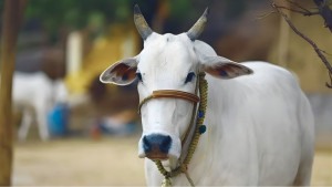 টাকা আদায় করতে গরু ছিনিয়ে নিলেন জামায়াত নেতা