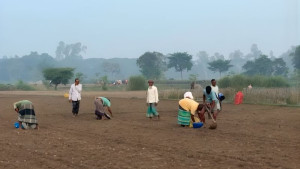 ভালো দামের আশায় আগাম আলু চাষে ব্যস্ত কৃষক