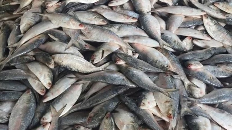 ৮ মাস জাটকা শিকারে নিষেধাজ্ঞা