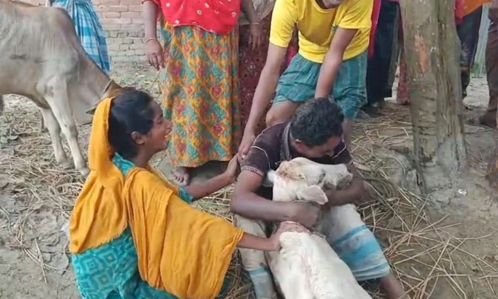 ‘কারখানার এসিডে’ ৬ গরুর মৃত্যু, কান্না থামছে না নিঃস্ব কৃষকের