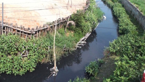 দখল-দূষণে মৃতপ্রায় কাশিমপুরের খাল এখন ময়লার ভাগাড়