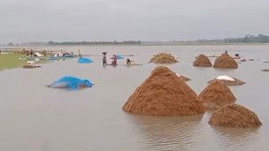অতিবৃষ্টি ও পাহাড়ি ঢলে ডুবছে জমির ধান, ভেঙেছে দুটি বাঁধ
