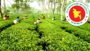 জাতীয় চা দিবসের তারিখে পরিবর্তন