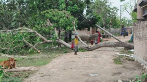 কালবৈশাখী ঝড়ে আম ও ঘরবাড়ির ব্যাপক ক্ষয়ক্ষতি