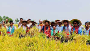 উৎসবমুখর পরিবেশে চলনবিলে বোরো ধান কাটা শুরু