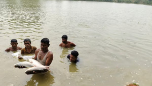 পলাতক যুবলীগ নেতার পুকুরে বিষ প্রয়োগে মাছ নিধনের অভিযোগ