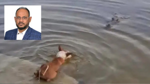 কুকুর-কুমির ঘটনায় প্রয়োজনীয় সব ব্যবস্থা গ্রহণের নির্দেশনা প্রাণিসম্পদ প্রতিমন্ত্রীর