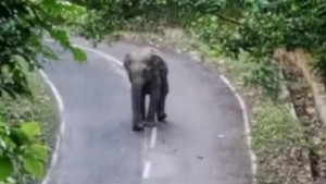 কাপ্তাই-রাঙামাটি সড়কে বন্যহাতি