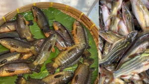 এবার দেশীয় ৫ প্রজাতির মাছে মিলল মাইক্রোপ্লাস্টিক
