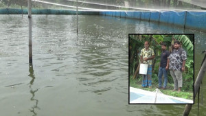 সাদা মাছ ছেড়ে থাই কৈ চাষে সফলতার পথে বিপ্লব