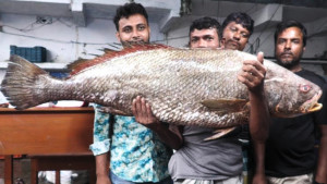 জেলের জালে ধরা পড়ল বিশালাকৃতির মাছ, সাড়ে ৩ লাখে বিক্রি