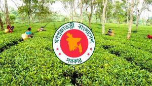 চা শিল্পের উন্নয়ন: বাণিজ্যমন্ত্রীকে সভাপতি করে ১২ সদস্যের কমিটি