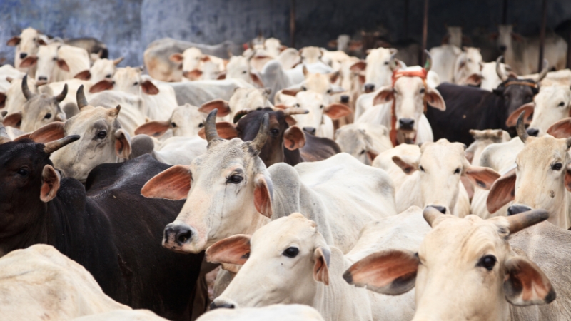 ভারতে চলছে গোমূত্র সংগ্রহ, প্রতি লিটারের দাম কত?