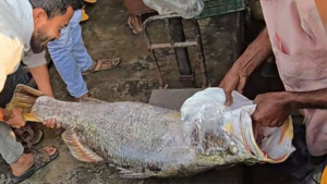 সাগর মোহনায় ভেসে উঠল ২২ কেজি ওজনের মৃত কোরাল