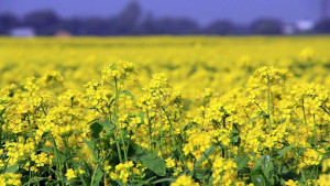 সরিষা চাষে ঝুঁকছেন কক্সবাজারের কৃষকরা