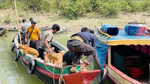 রাঙামাটি থেকে মিজোরামে কুকুর পাচারের অভিযোগ