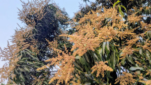 পাহাড়ের গাছে শোভা পাচ্ছে আমের মুকুল