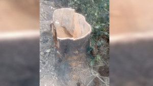 কালাইয়ে তিন মাসে অর্ধশতাধিক সরকারি গাছ উধাও