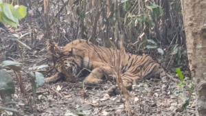 ফাঁদ থেকে উদ্ধার করা বাঘের চিকিৎসা শুরু