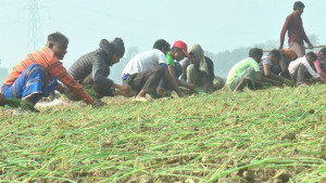 কুষ্টিয়ায় শীতকালীন পেঁয়াজ চাষে ব্যস্ত কৃষক, সার সংকটের অভিযোগ