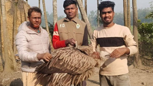 লালমনিরহাটে বিরল প্রজাতির শকুন উদ্ধার