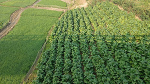 কক্সবাজারে বেড়েছে তামাক চাষের আগ্রাসন