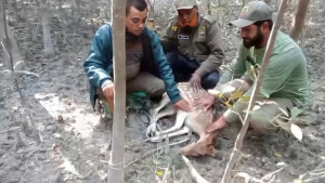 সুন্দরবনে ফাঁদে আটকা হরিণ উদ্ধার, শিকারি আটক