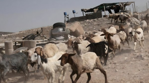 সিরিয়া থেকে ২৫০ ছাগল চুরি করল ইসরায়েলি সেনারা