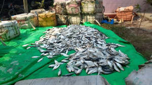 নোয়াখালীতে ২৫০০ কেজি জাটকা ইলিশ জব্দ