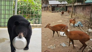 সাবেক ইউপি মেম্বারের বাড়িতে অভিযান, মিলল ৯ বন্যপ্রাণী