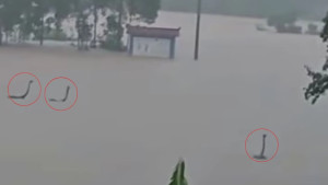 শত শত সাপ পালিয়ে গেল বন্যায়
