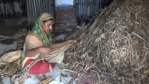 সংসার চলছে কচুরিপানায়