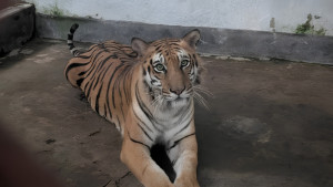 চিকিৎসা শেষে বনে ফিরে যাচ্ছে সেই বাঘিনী