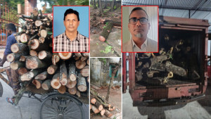 সাংবাদিক প্রবেশে বাধা দিয়ে গাছ কাটার মহাযজ্ঞ!