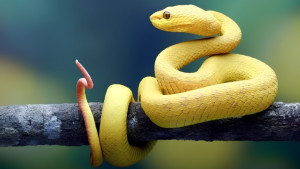কোটি কোটি বছর আগে কি সাপের পা ছিল