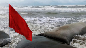 বঙ্গোপসাগরে লঘুচাপ, সমুদ্রবন্দরে ৩ নম্বর স্থানীয় সতর্ক সংকেত
